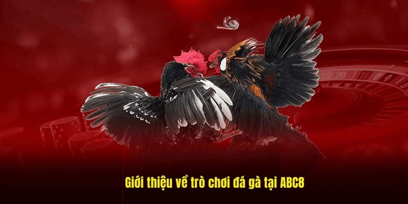 Giới thiệu sảnh đá gà ABC8